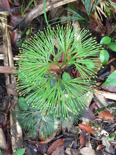 Schizaea dichotoma observed 2019-06-06