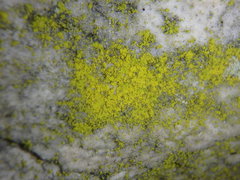 Chrysothrix chlorina