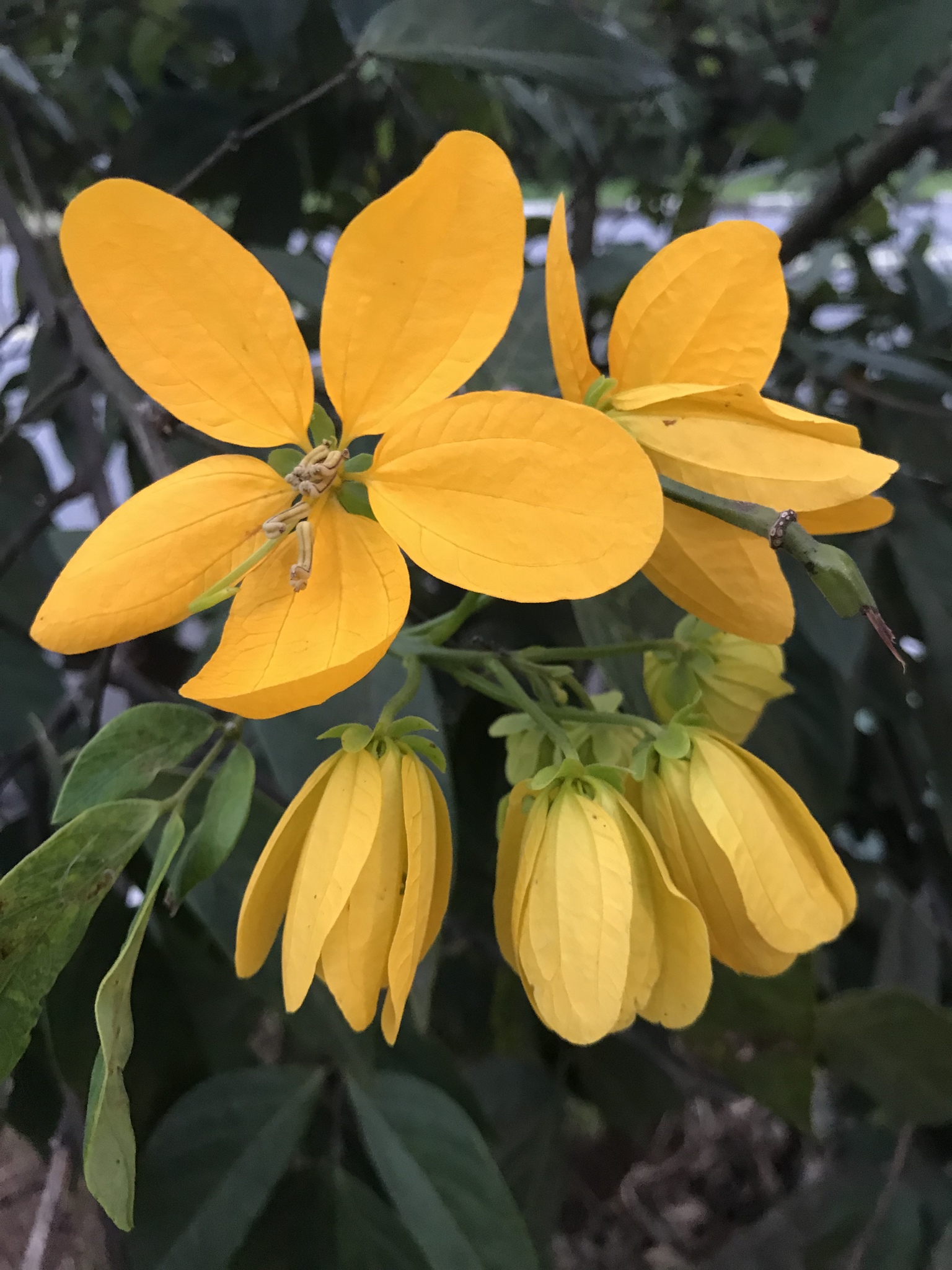 Senna macranthera