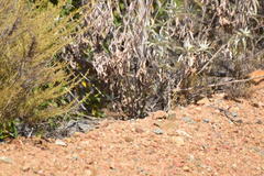 Aimophila ruficeps canescens