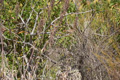 Aimophila ruficeps canescens