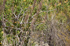 Aimophila ruficeps canescens