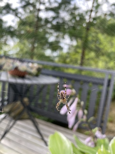 Cross Orbweaver
