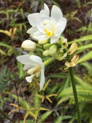 Spathoglottis micronesiaca