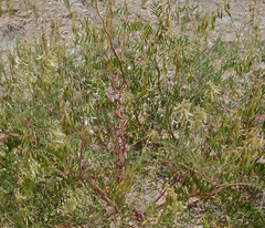 Astragalus racemosus