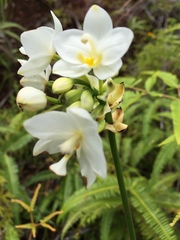 Spathoglottis micronesiaca