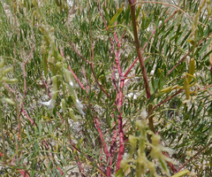 Astragalus racemosus