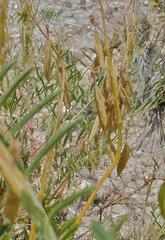 Astragalus racemosus