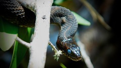 Nerodia fasciata × clarkii