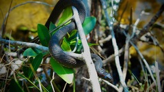 Nerodia fasciata × clarkii