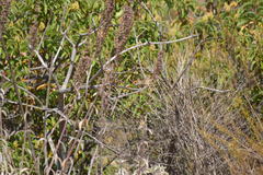 Aimophila ruficeps canescens