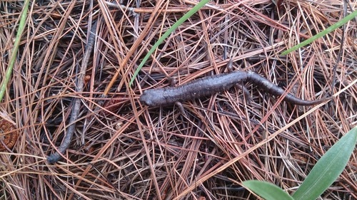 Leprous False Brook Salamander, Pseudoeurycea leprosa