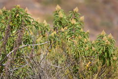 Aimophila ruficeps canescens