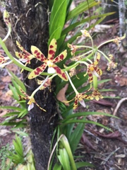 Dipodium freycinetioides