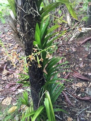 Dipodium freycinetioides