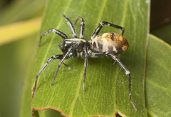 Nyssus luteofinis