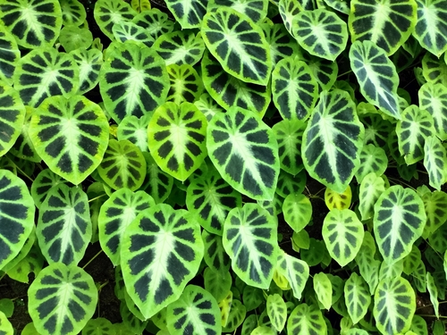 East-Himalayan Decorated Taro (Colocasia affinis)