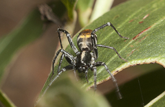 Nyssus luteofinis
