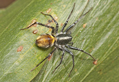 Nyssus luteofinis