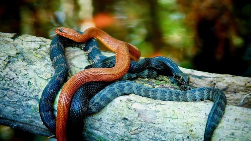 Saltmarsh Snake