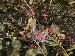 Capparis zeylanica