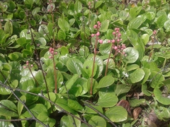 Pyrola asarifolia incarnata