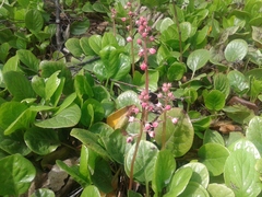 Pyrola asarifolia incarnata