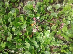 Pyrola asarifolia incarnata