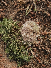 Lepidagathis cristata