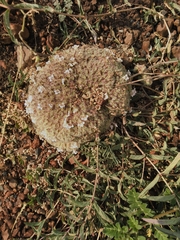 Lepidagathis cristata