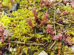 Sedum
