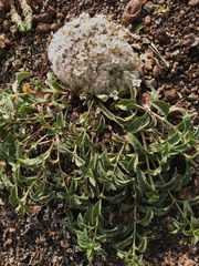 Lepidagathis cristata