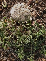 Lepidagathis cristata