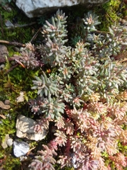 Sedum