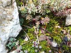 Sedum