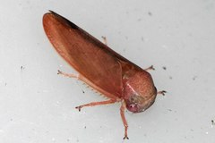Trocnadini