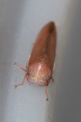 Trocnadini