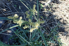 Cyperus javanicus