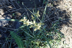 Cyperus javanicus