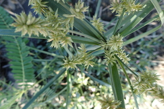Cyperus javanicus