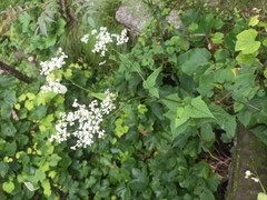 Buckwheat (Fagopyrum)