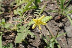 Tribulus taiwanense