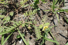 Tribulus taiwanense