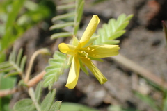 Tribulus taiwanense