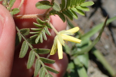 Tribulus taiwanense
