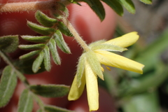 Tribulus taiwanense