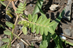 Tribulus taiwanense