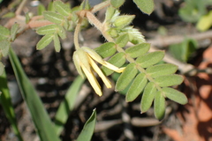 Tribulus taiwanense