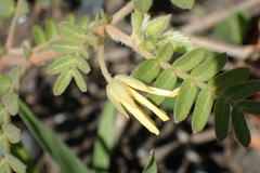 Tribulus taiwanense