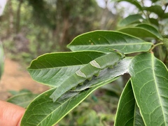 Polyura narcaea meghaduta
